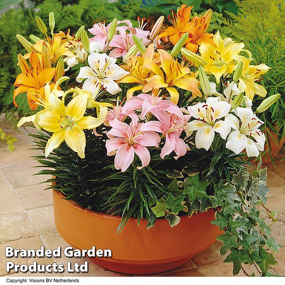 Nurseryman's Choice Lily Bulbs