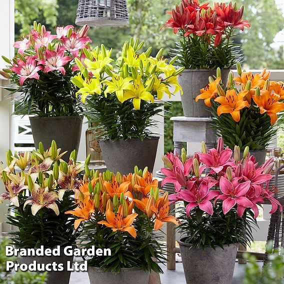 Nurseryman's Choice Lily Bulbs