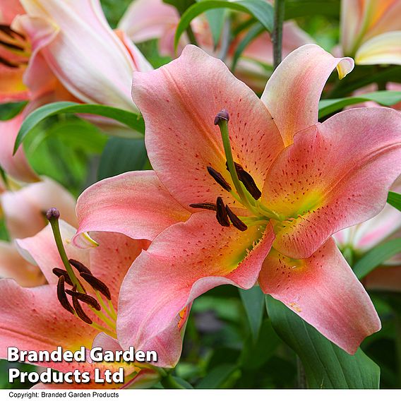 Lily 'Zelmira'