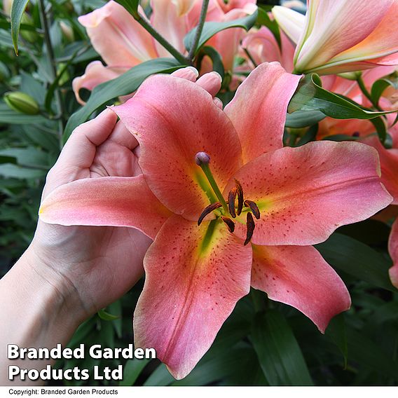 Lily 'Zelmira'