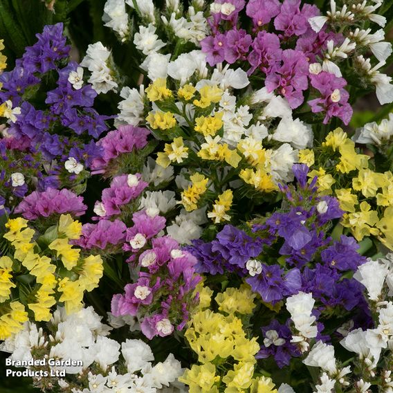 Limonium 'Hipster'