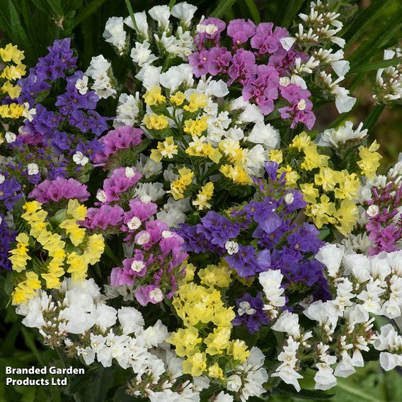 Limonium 'Hipster'