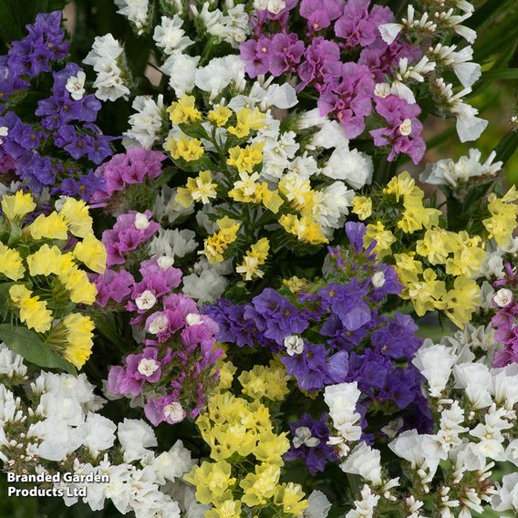 Limonium 'Hipster'