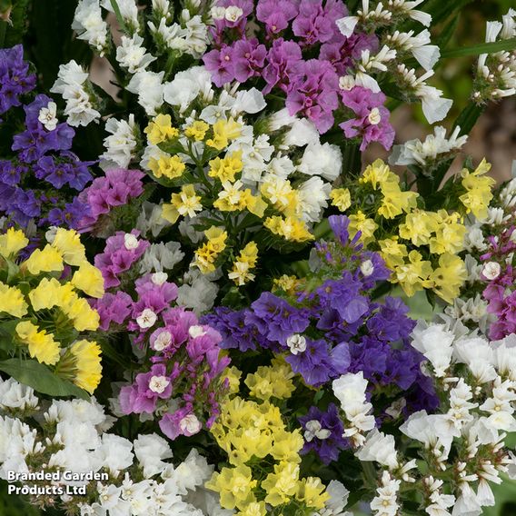 Limonium 'Hipster'