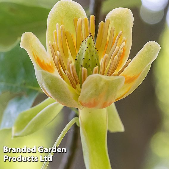 Liriodendron tulipifera 'Aureomarginatum'