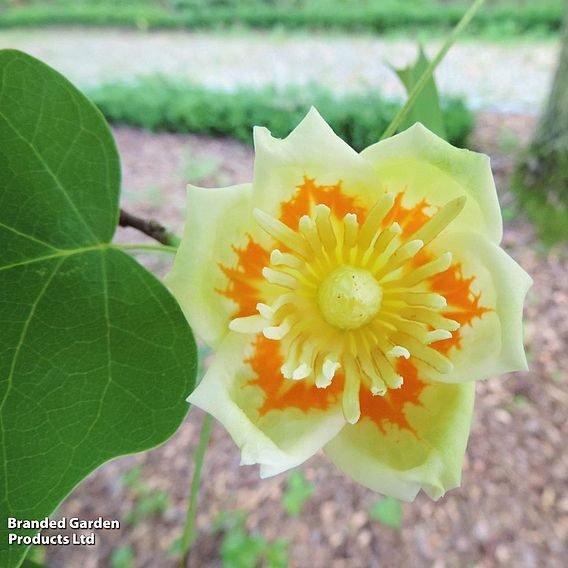 Liriodendron tulipifera