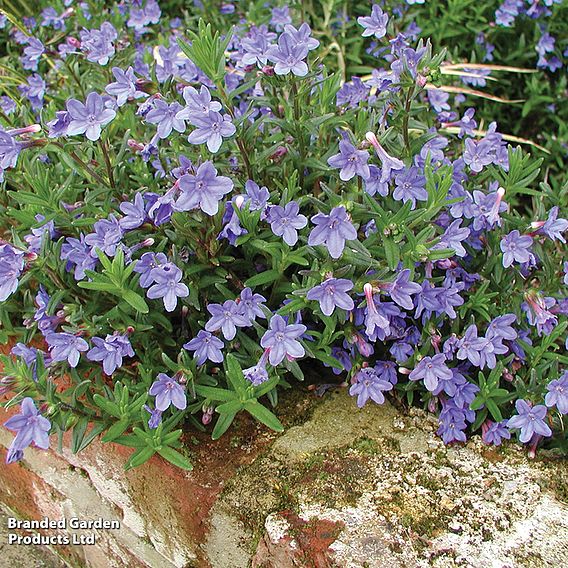 Lithodora diffusa 'Heavenly Blue'