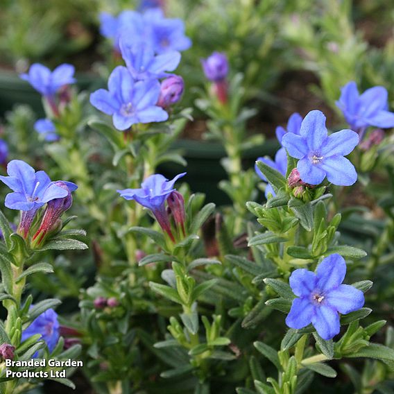 Lithodora diffusa 'Heavenly Blue'