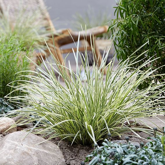 Lomandra 'White Sands'