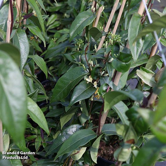 Honeysuckle 'Copper Beauty'