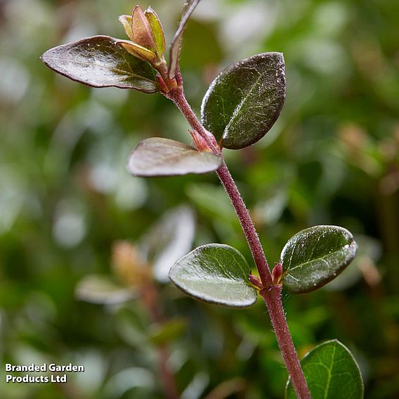 Lonicera nitida 'Garden Clouds Copper Glow'