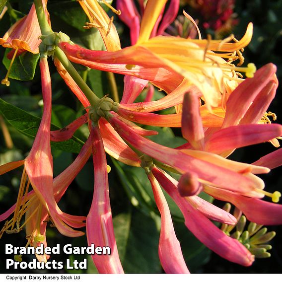 Lonicera heckrottii 'Goldflame'