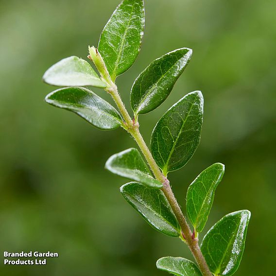 Lonicera nitida 'Garden Clouds Green Breeze'