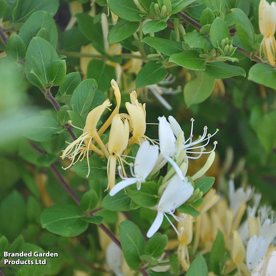 Honeysuckle 'Halliana'