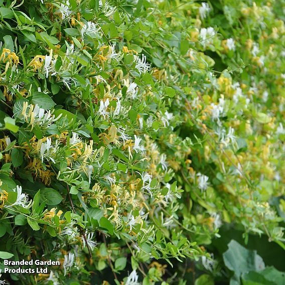 Honeysuckle 'Halliana'