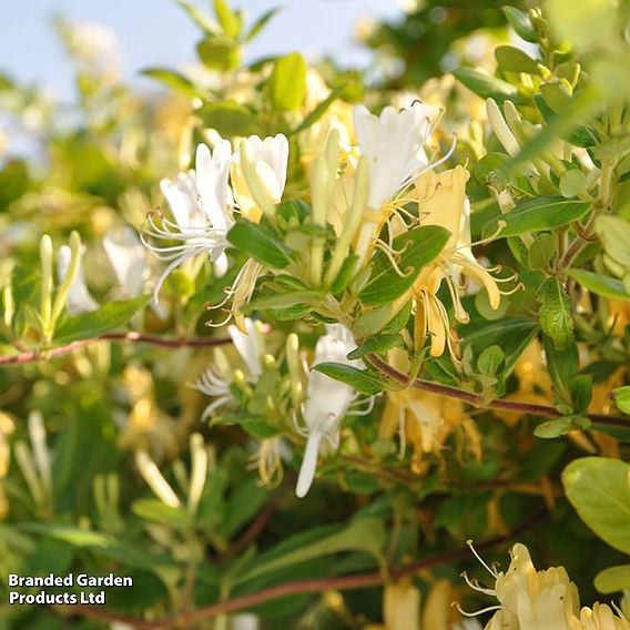 Honeysuckle 'Halliana'