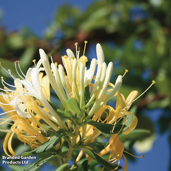 Honeysuckle 'Halliana'