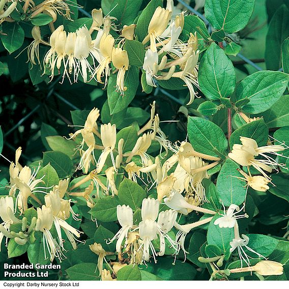 Honeysuckle 'Halliana'