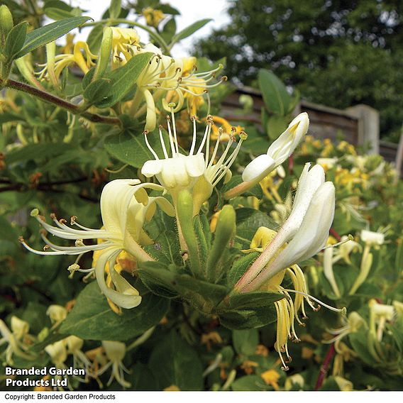 Honeysuckle 'Halliana'