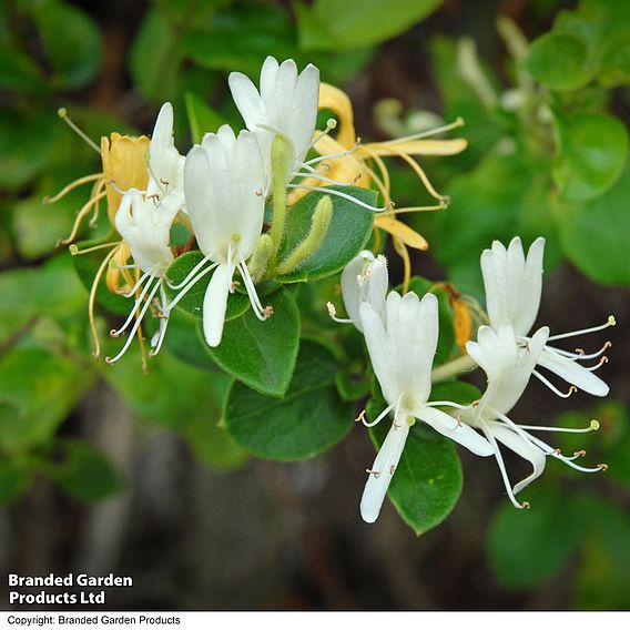 Honeysuckle 'Hall's Prolific'