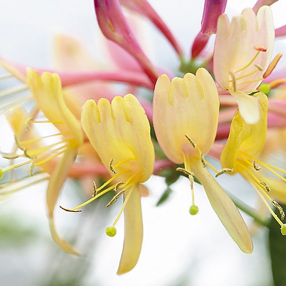 Honeysuckle 'Gold Flame'