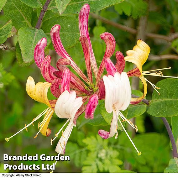 Lonicera henryi