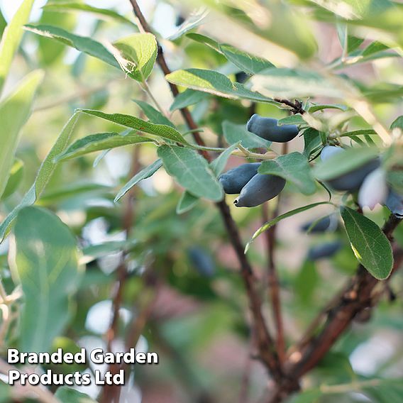 Lonicera kamtschatica 'Eisbar'