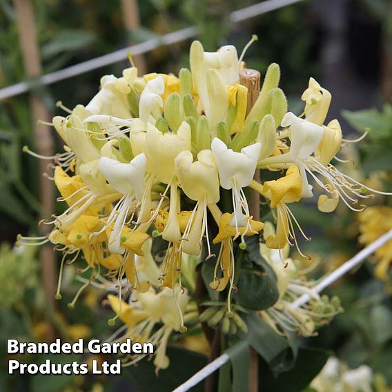 Honeysuckle 'Scentsation'