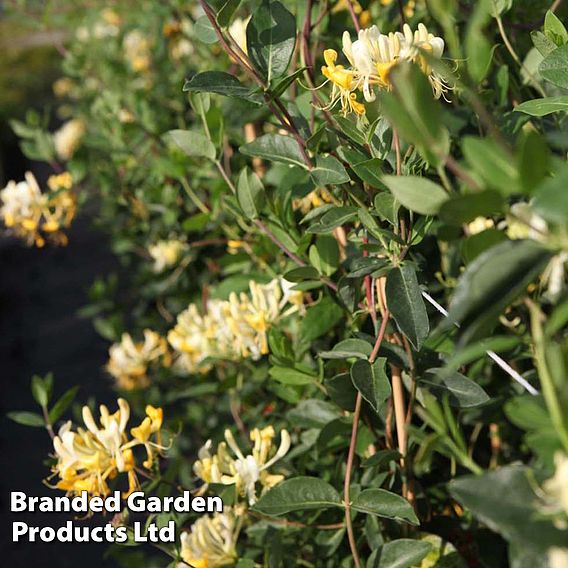 Honeysuckle 'Scentsation'