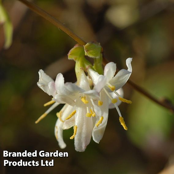 Lonicera x purpusii 'Winter Beauty'