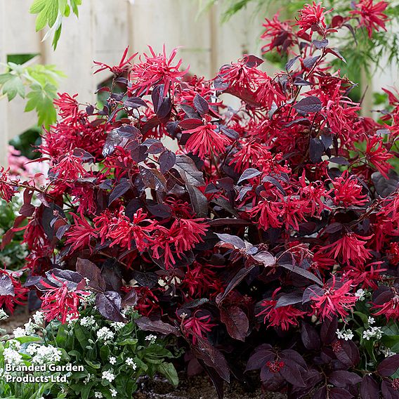 Loropetalum chinense var. rubrum 'Ever Red'