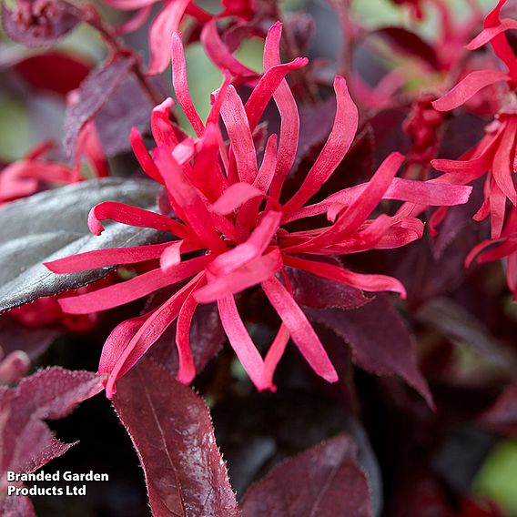 Loropetalum chinense var. rubrum 'Ever Red'