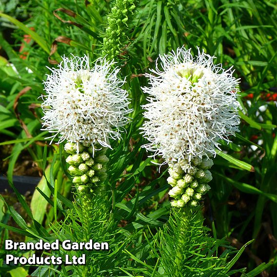 Liatris spicata 'Floristan White'