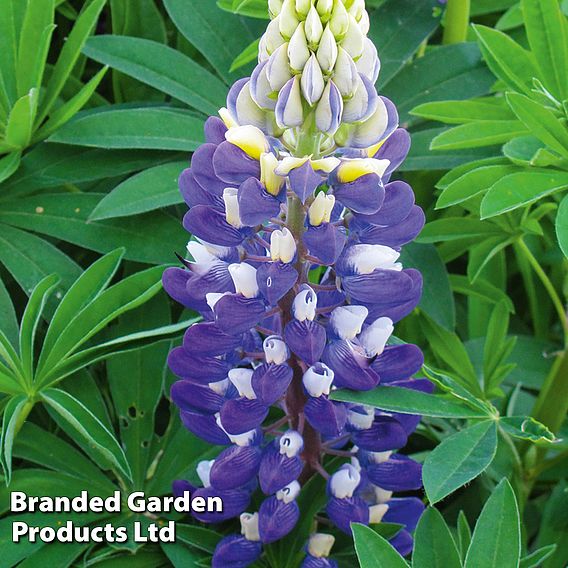 Lupin 'Gallery Blue'