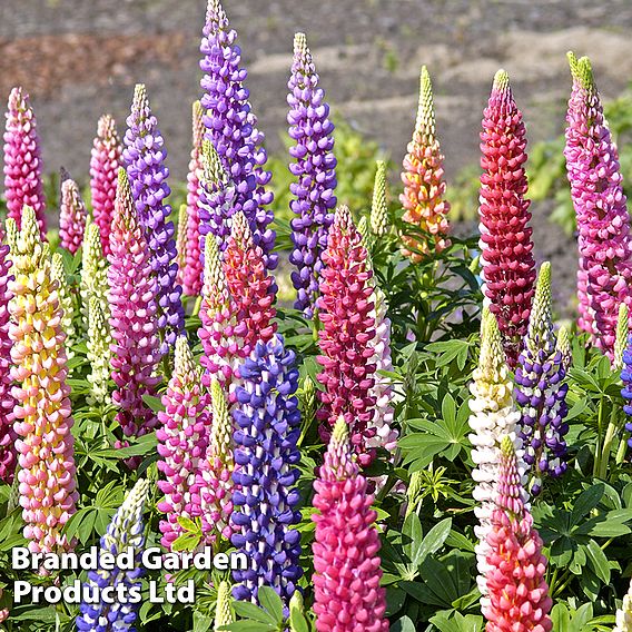 Lupin 'Gallery Dwarf Mix'