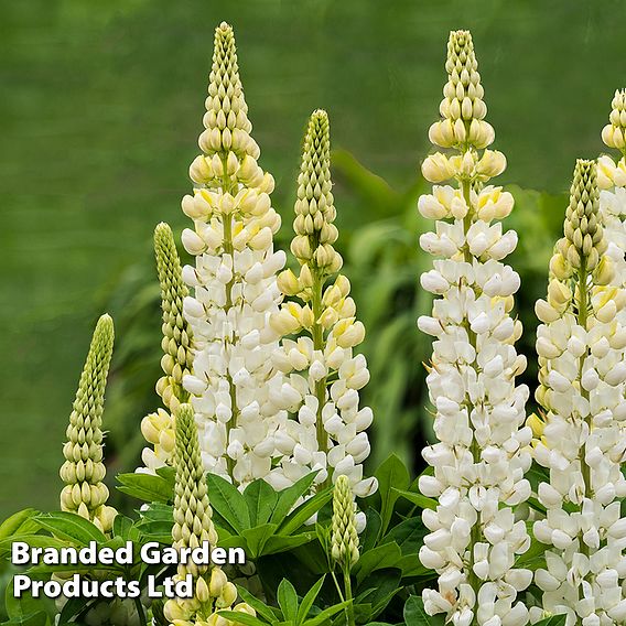 Lupin Gallery White