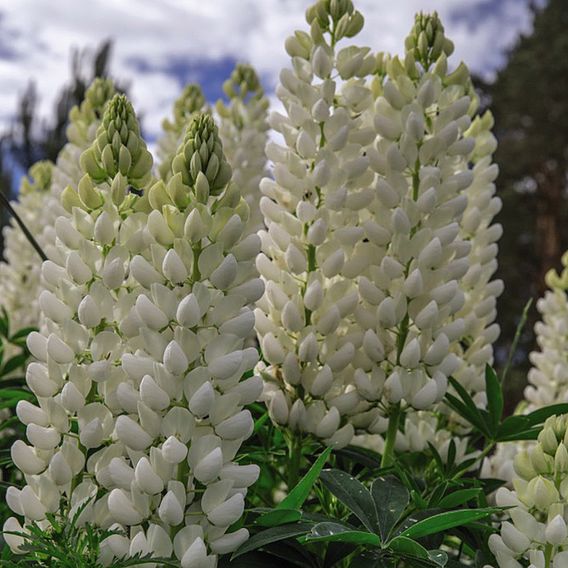 Lupin 'Noble Maiden'