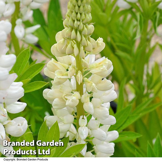 Lupin 'Noble Maiden'