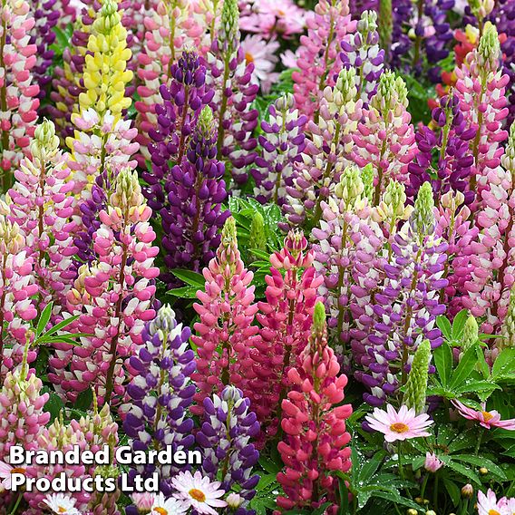 Lupin 'Russell Hybrids Mixed'