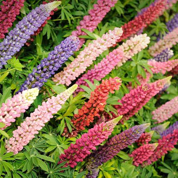 Lupin 'Russell Hybrids Mixed'