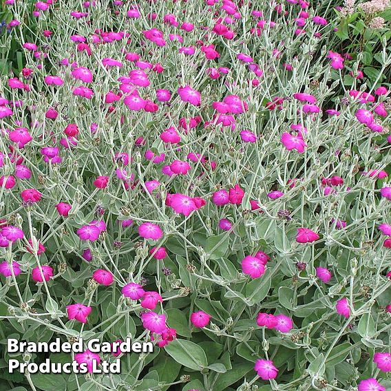 Lychnis coronaria | Dobies