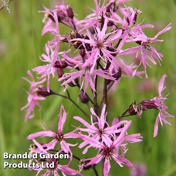 Lychnis flos-cuculi (Marginal Aquatic)