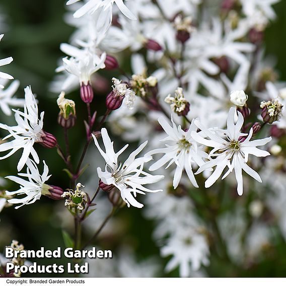 Lychnis flos-cuculi 'White Robin' (Marginal Aquatic)