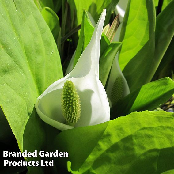 Lysichiton camtschatcensis (Marginal Aquatic)