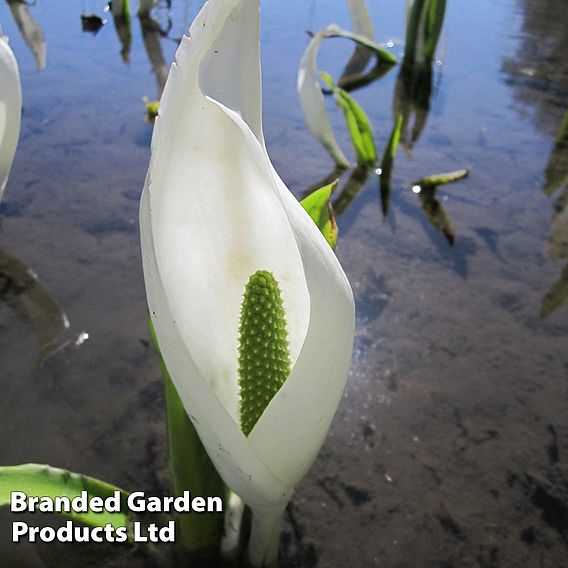 Lysichiton camtschatcensis (Marginal Aquatic)