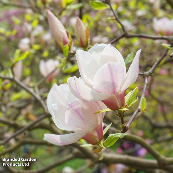 Magnolia x soulangeana 'Alba Superba'