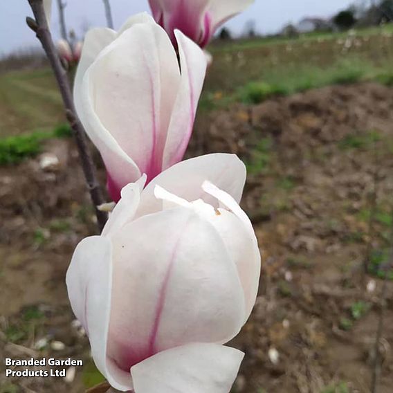 Magnolia 'Angel'