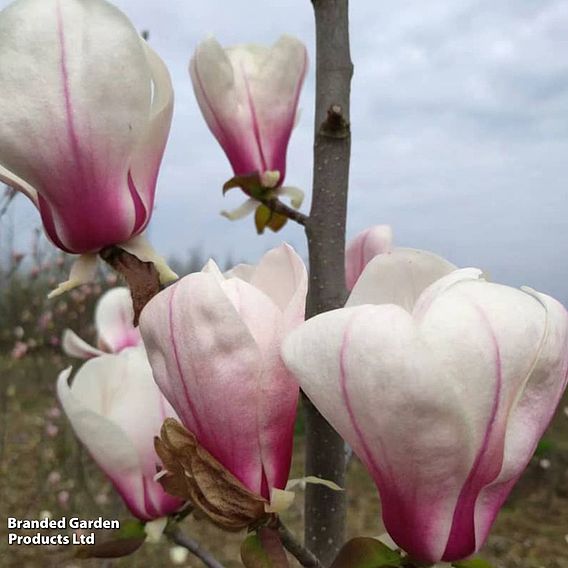 Magnolia 'Angel'