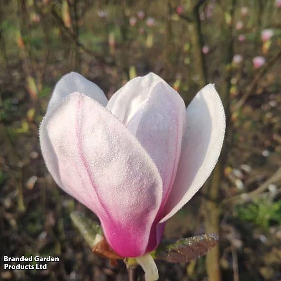 Magnolia 'Angel'