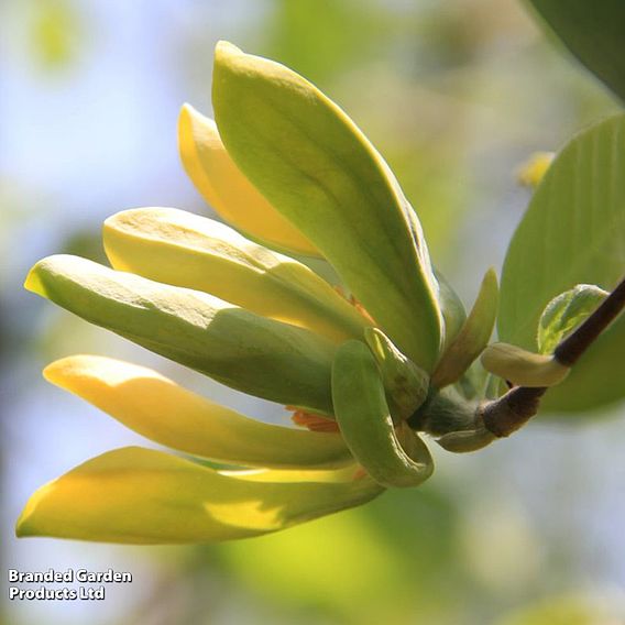 Magnolia 'Blue Baby'